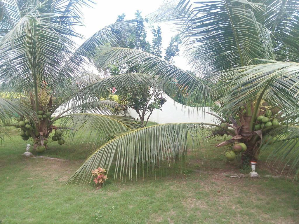 Oasi Fiore Bed & Breakfast Panglao Exterior photo